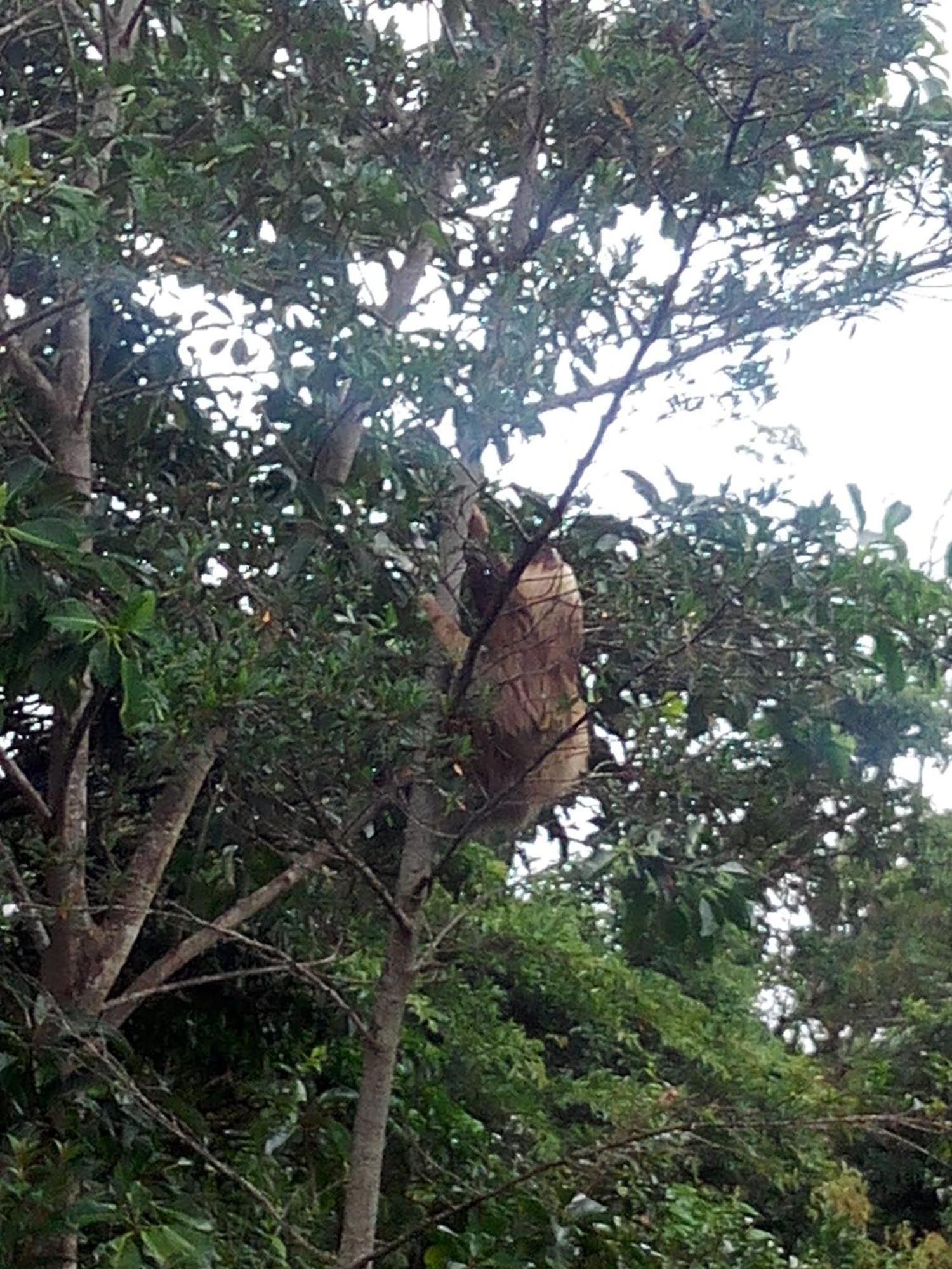 Hotel Claro De Luna Monteverde Luaran gambar